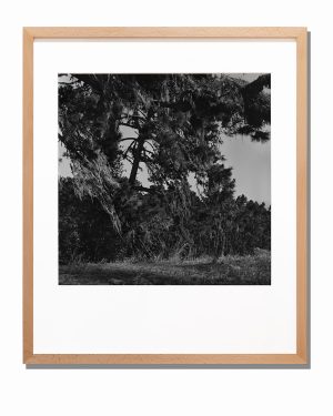 Fotografia 28 - galeria