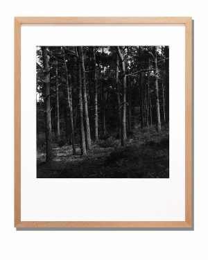 Fotografia 29 - galeria